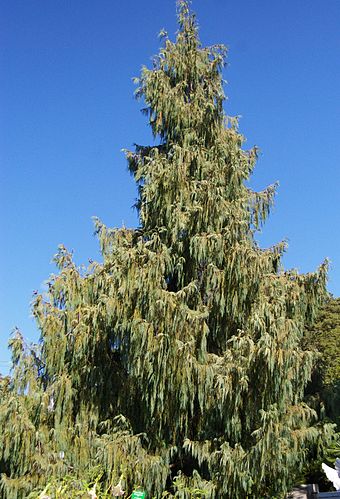 Cupressus cashmeriana